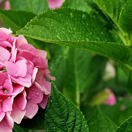 阿尔弗雷德奇迹旅馆 Pörtschach am Wörthersee